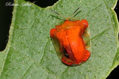 Charidotella rubicunda