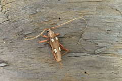 Eburia octomaculata