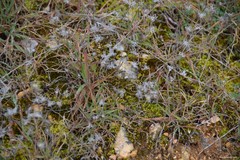 Helianthemum ledifolium