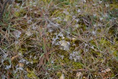 Helianthemum ledifolium