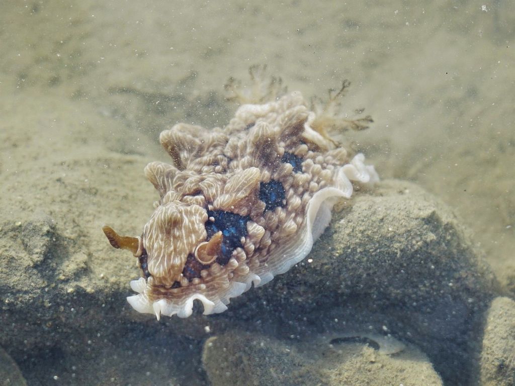 Dendrodoris gunnamatta