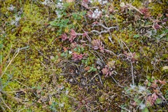 Helianthemum ledifolium