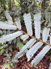 Alfaroa costaricensis