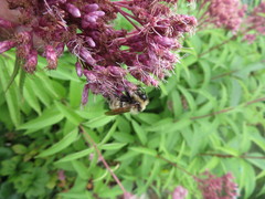 Bombus borealis