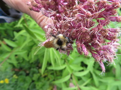 Bombus borealis