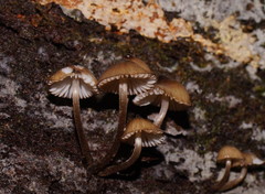 Mycena mulawaestris