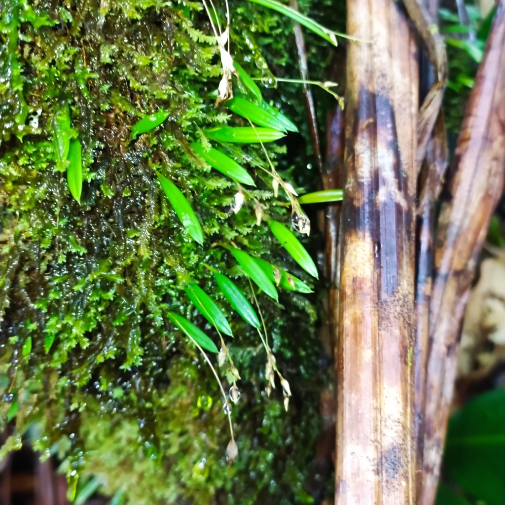 Madisonia spiculifera