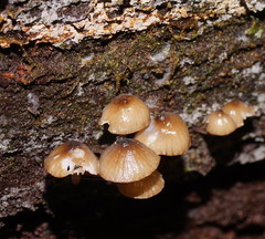 Mycena mulawaestris