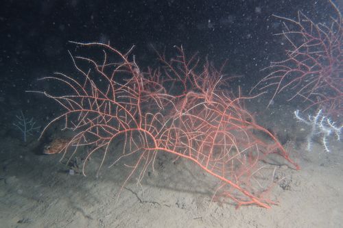 Orange Gorgonian