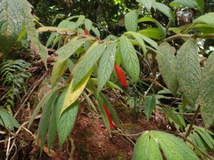 Columnea anisophylla
