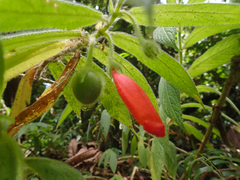 Columnea anisophylla
