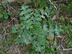 Silybum marianum