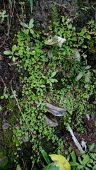 Dichondra repens