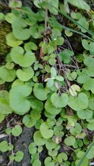 Dichondra repens