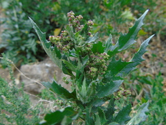 Chenopodiastrum murale