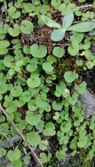 Dichondra repens