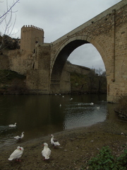 Anser anser domesticus