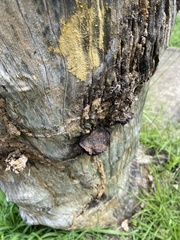 Coriolopsis hostmannii