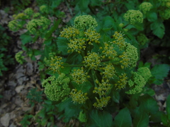 Smyrnium olusatrum