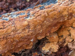 Botryobasidium aureum