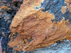 Botryobasidium aureum