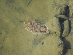 Dendrodoris krusensternii