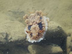 Dendrodoris krusensternii