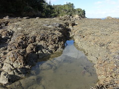 Dendrodoris krusensternii