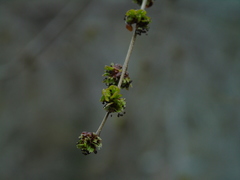 Ulmus pumila