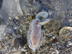 Dendrodoris krusensternii