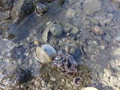 Dendrodoris krusensternii