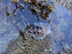 Dendrodoris krusensternii