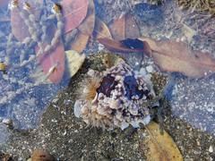 Dendrodoris krusensternii