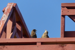 Daptrius chimango temucoensis