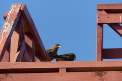 Daptrius chimango temucoensis