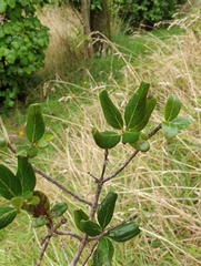Coprosma chathamica