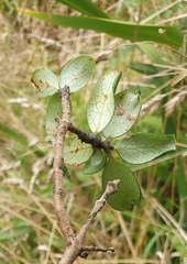 Coprosma chathamica