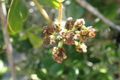 Cussonia thyrsiflora