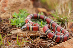 Lampropeltis ruthveni