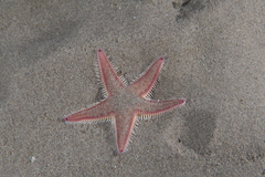 Astropecten irregularis