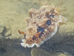 Dendrodoris krusensternii