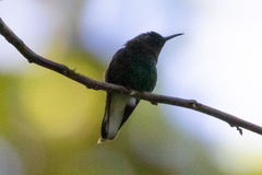 Microchera cupreiceps