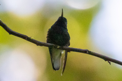 Microchera cupreiceps