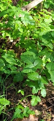Toxicodendron diversilobum