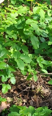 Toxicodendron diversilobum