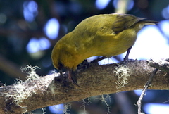 Hemignathus wilsoni