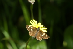 Argopteron aureipennis
