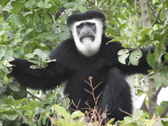 Colobus caudatus