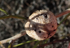 Asparagobius braunsi