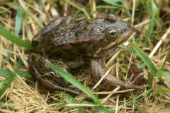 Rana pretiosa